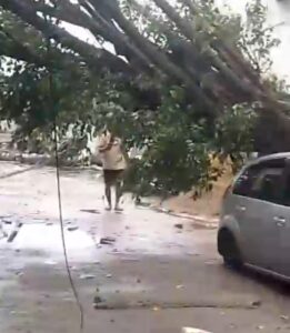 Árvore de grande porte cai e derruba vários postes de energia 