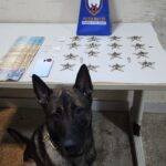 Ações policiais resultam em apreensões de entorpecentes e condução de suspeitos em Guarapari