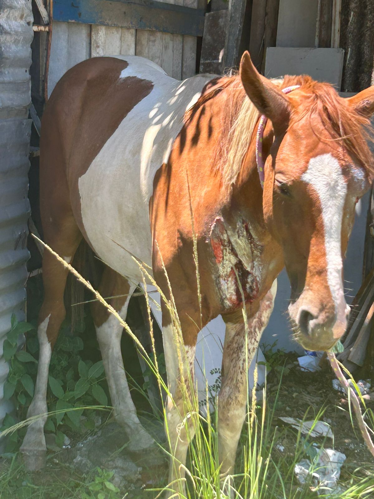 O cavalo foi encontrado ferido próximo ao local do acidente 