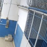 PCES - PCES conclui inquérito sobre atropelamento de cão em Cariacica