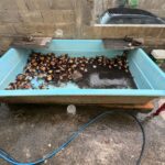 PCES cumpre mandado por tentativa de homicídio em Anchieta e flagra crime ambiental durante buscas