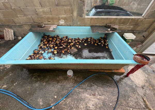 PCES cumpre mandado por tentativa de homicídio em Anchieta e flagra crime ambiental durante buscas