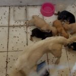 PCES e Guarda Municipal de Vila Velha prendem mulher em flagrante por maus-tratos a cães