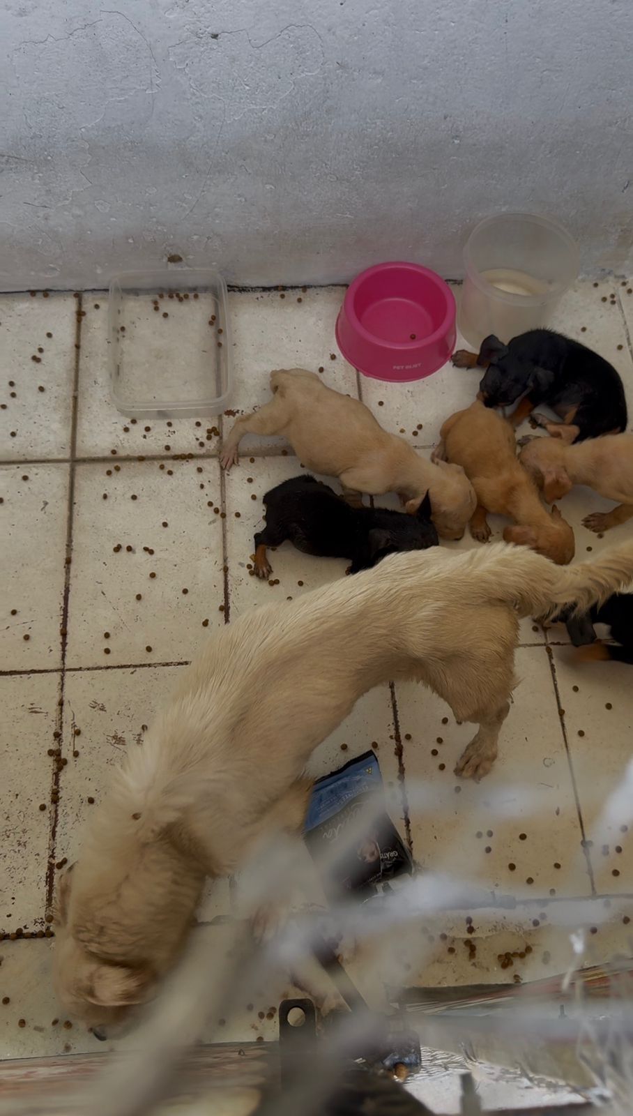 PCES e Guarda Municipal de Vila Velha prendem mulher em flagrante por maus-tratos a cães