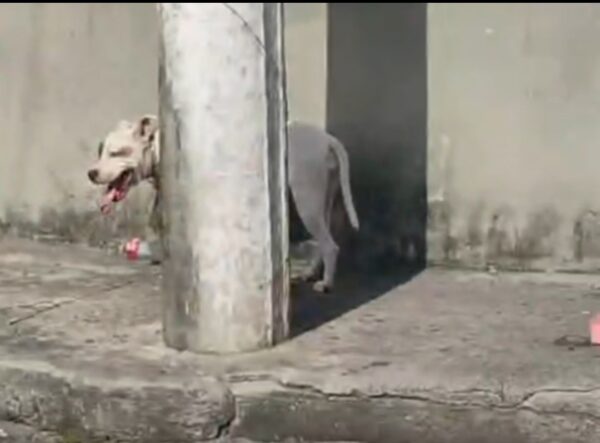 Screenshot 20260209 155943 Video Player