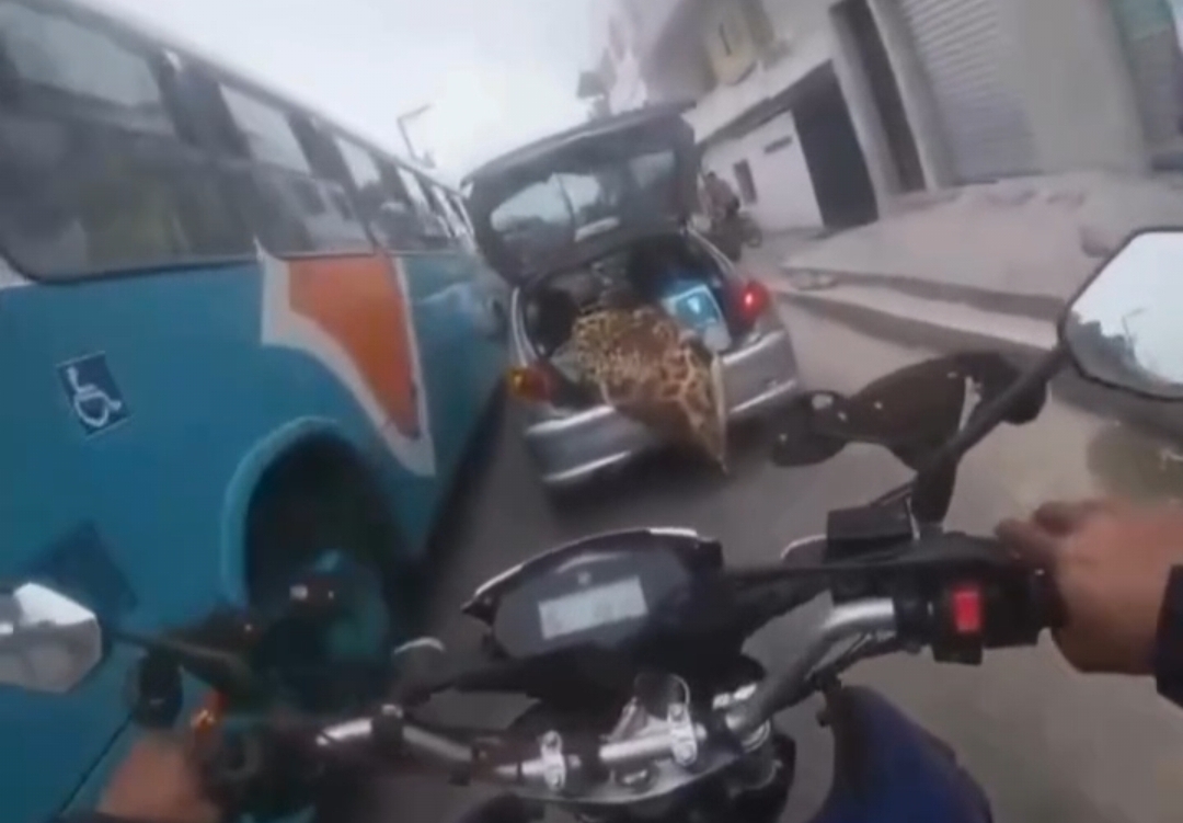 Screenshot 20260210 165302 Video Player