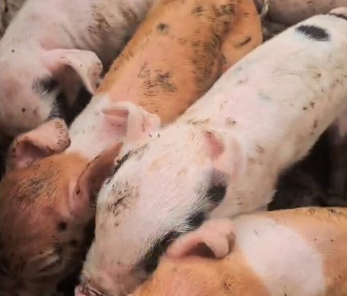 Operação conjunta resgata 12 suínos em situação de maus-tratos em Vila Velha