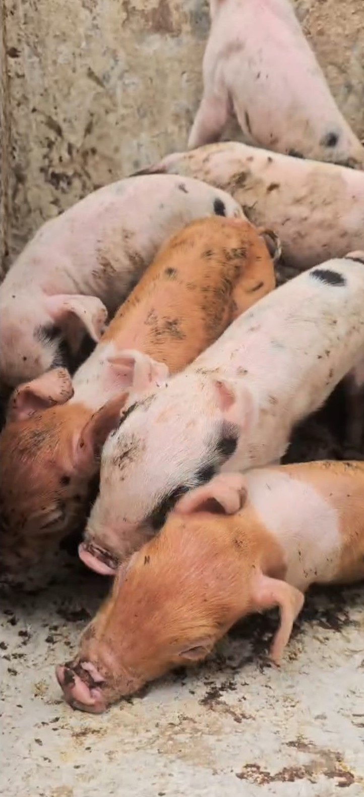 Operação conjunta resgata 12 suínos em situação de maus-tratos em Vila Velha