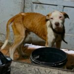 Ação conjunta resgata quatro cães em situação de maus-tratos em Vila Velha