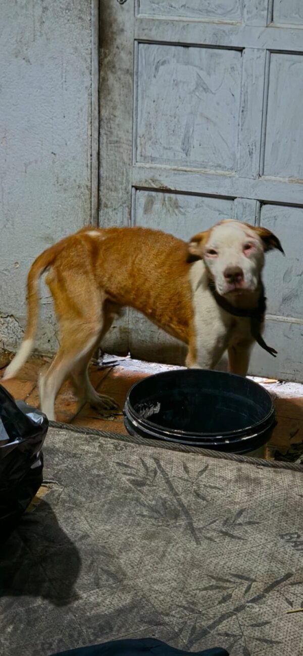 Ação conjunta resgata quatro cães em situação de maus-tratos em Vila Velha