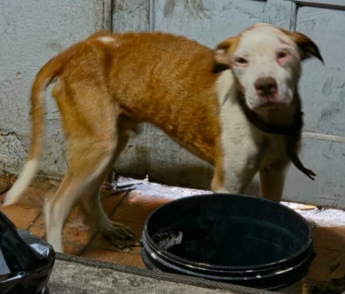 Ação conjunta resgata quatro cães em situação de maus-tratos em Vila Velha