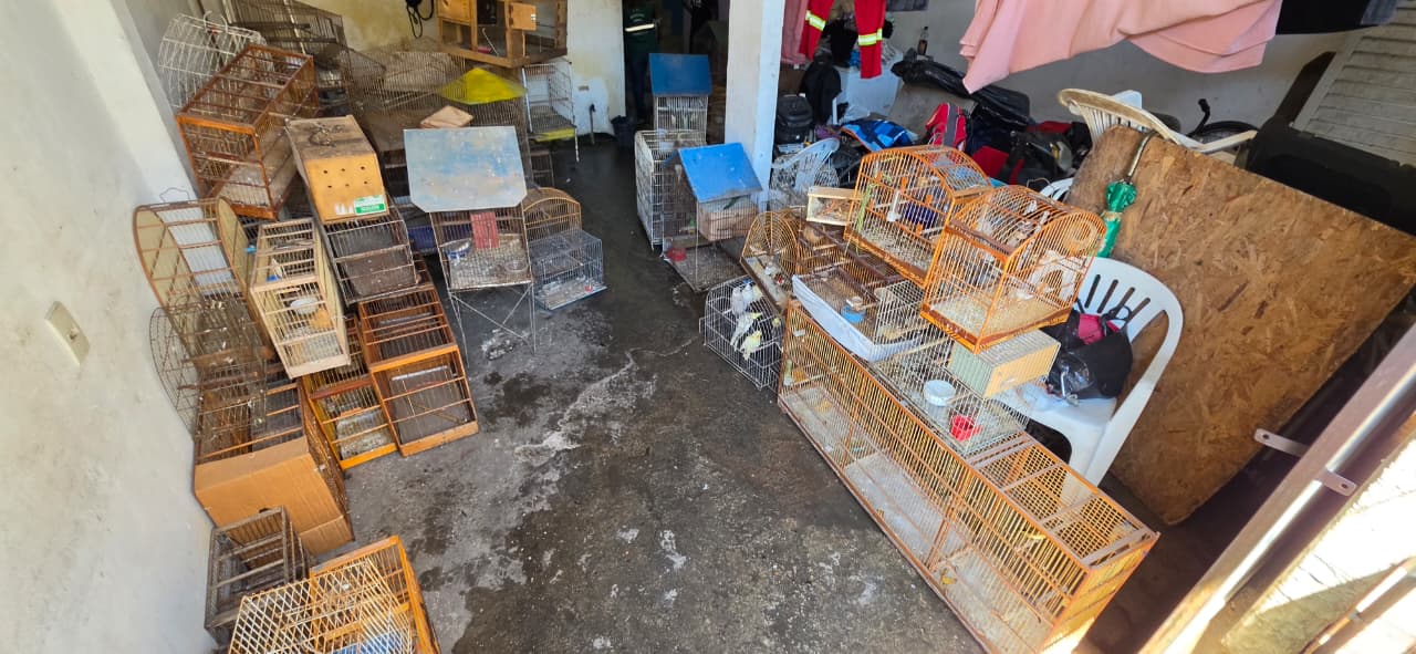 Ação integrada resgata 91 aves em situação de maus-tratos em Vila Velha