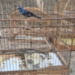 DEPMA e Bem-Estar Animal de Vila Velha realizam operação contra maus-tratos e posse irregular de aves  