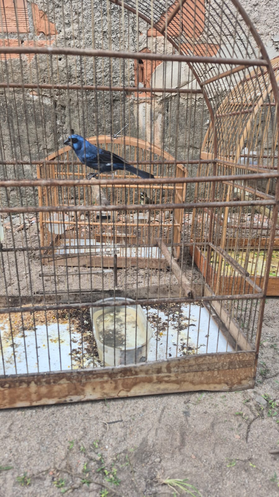 DEPMA e Bem-Estar Animal de Vila Velha realizam operação contra maus-tratos e posse irregular de aves  