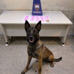 Polícia Militar realiza apreensões de drogas, arma de fogo e cumpre mandados em Guarapari