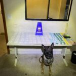 Polícia Militar apreende grande quantidade de drogas e cumpre mandados em Guarapari
