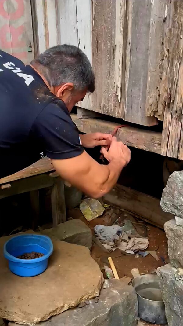 Operação “Maus-Tratos” resgata cães em situação de extrema crueldade em Vila Velha
