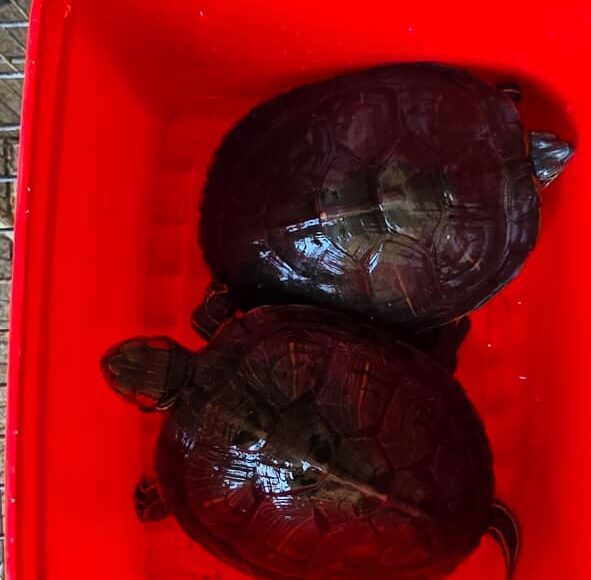 PCES prende mulher por manter animais silvestres em cativeiro irregular em Vila Velha