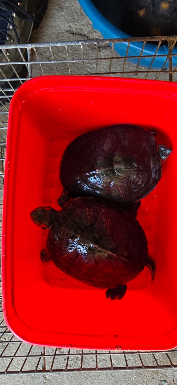 PCES prende mulher por manter animais silvestres em cativeiro irregular em Vila Velha