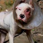 Polícia Civil resgata dois cães em situação de maus-tratos durante ação integrada em Viana