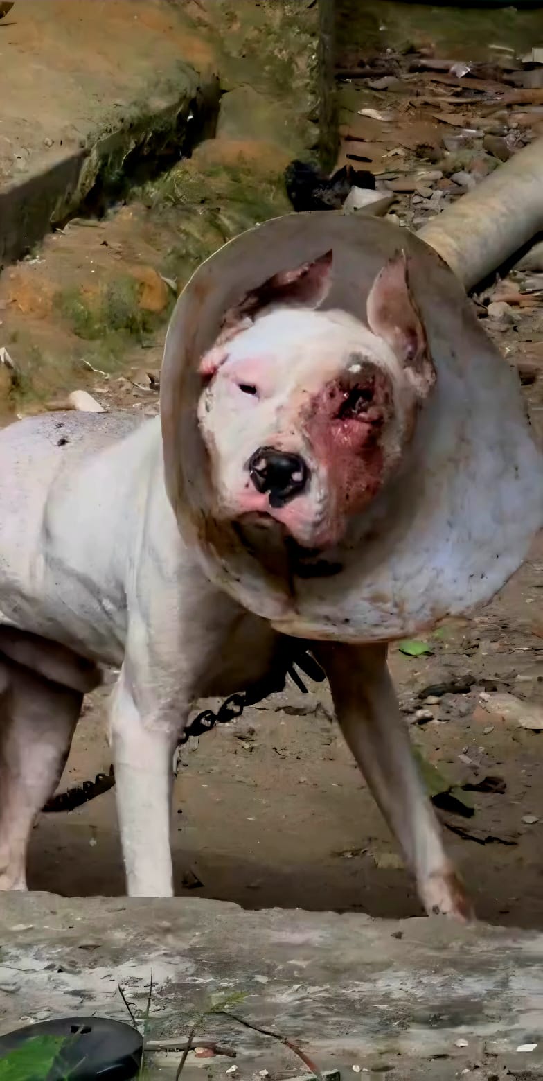 Polícia Civil resgata dois cães em situação de maus-tratos durante ação integrada em Viana